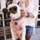 frenchie harnesses
