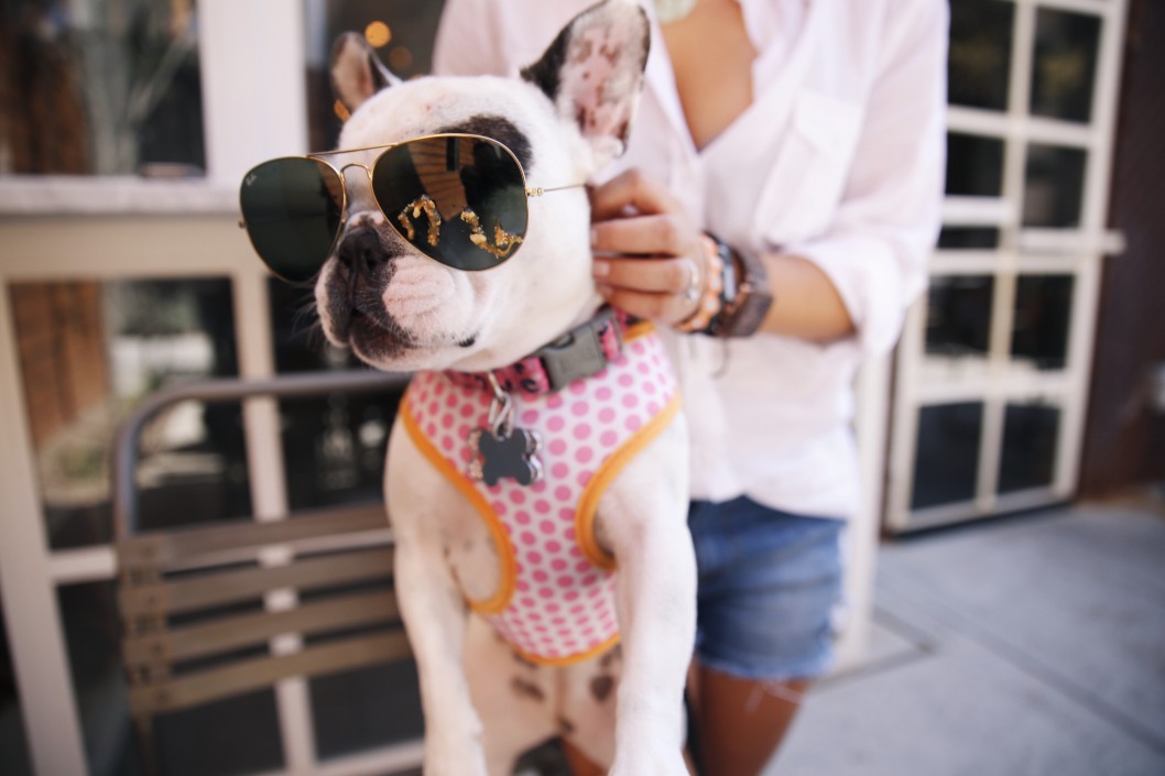 frenchie harnesses