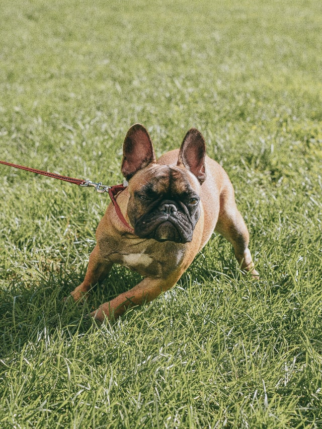 french bulldog biting