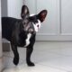 french bulldog head tremors
