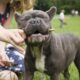 french bulldog chew toys