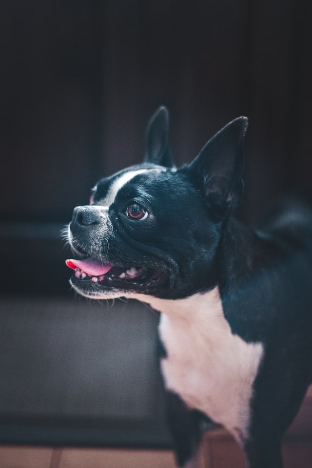 french bulldog biting