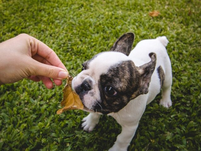 french bulldog biting