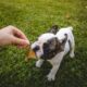 french bulldog biting