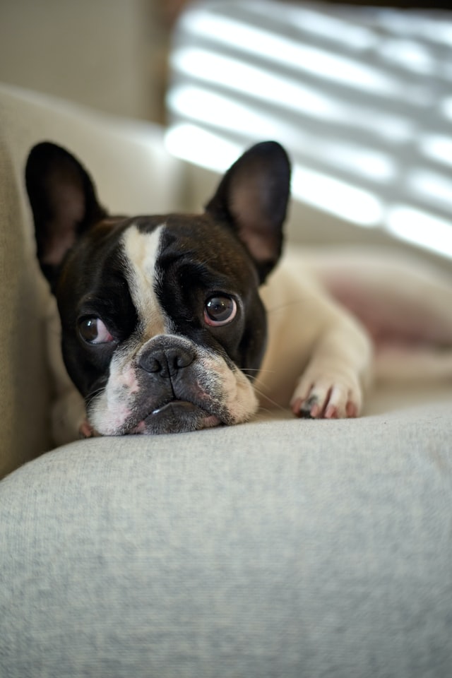 french bulldog cherry eye