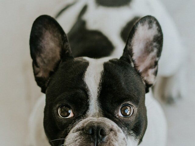 french bulldog cherry eye