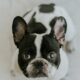 french bulldog cherry eye