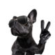 french bulldog gifts