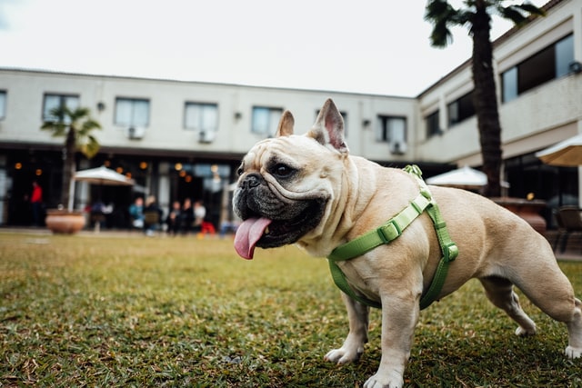 best french bulldog harnesses