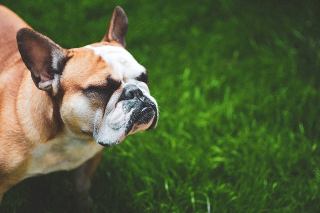 french bulldog cherry eye