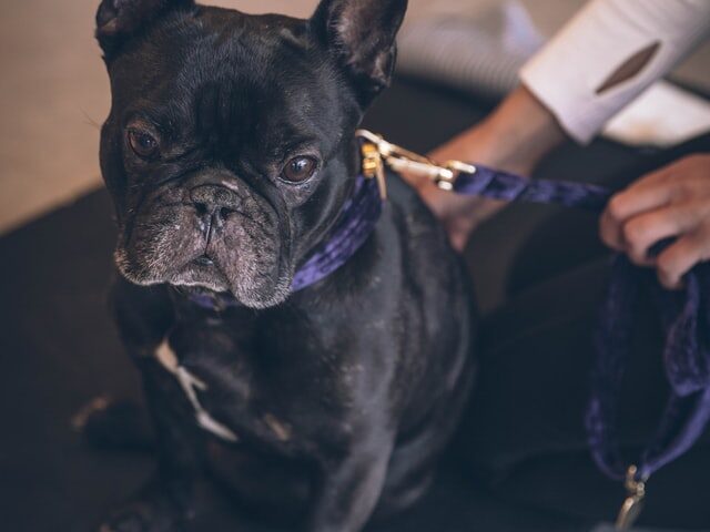 allergies in french bulldogs