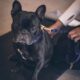 allergies in french bulldogs