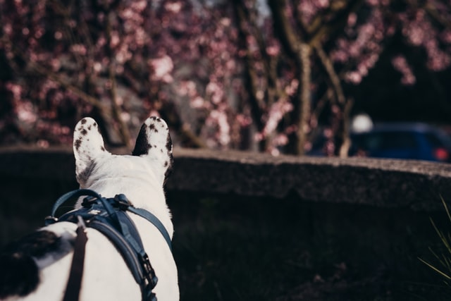best french bulldog harness