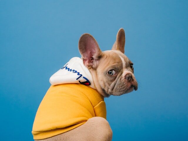 french bulldog hoodies