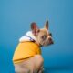 french bulldog hoodies