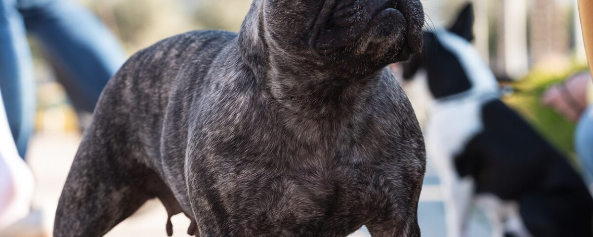 french bulldog muscles