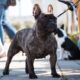 french bulldog muscles