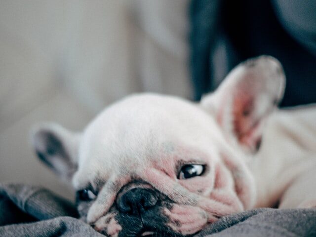 french bulldog heat rash