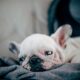 french bulldog heat rash
