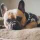 french bulldog ear cleaner