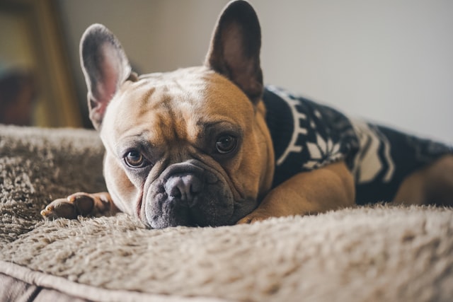 french bulldog runny nose