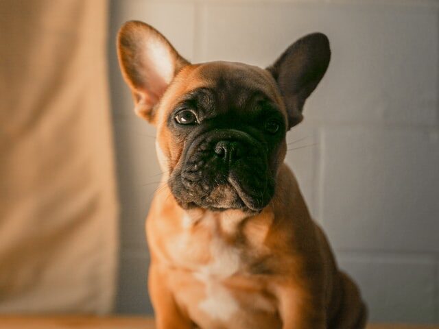 french bulldog hives