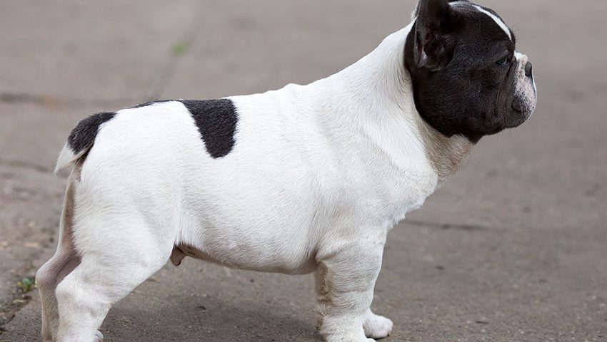 french bulldog brushes