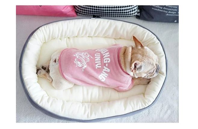 dog bed