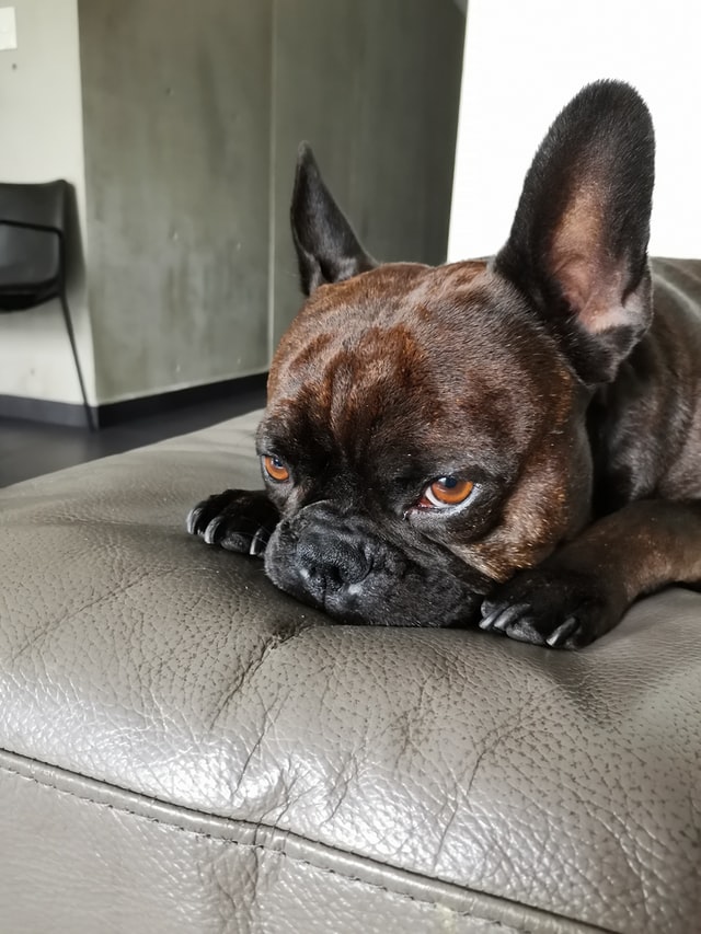 french bulldog skin turning black