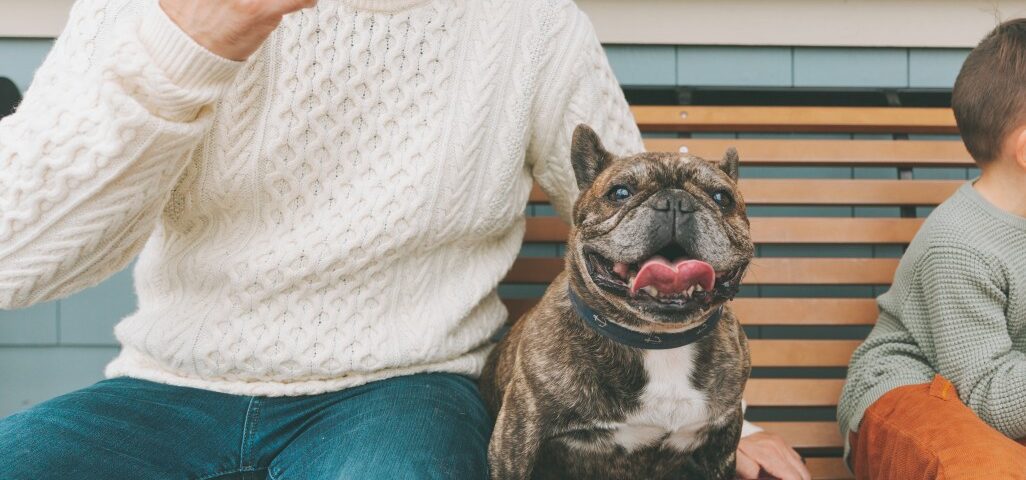 are french bulldogs jealous