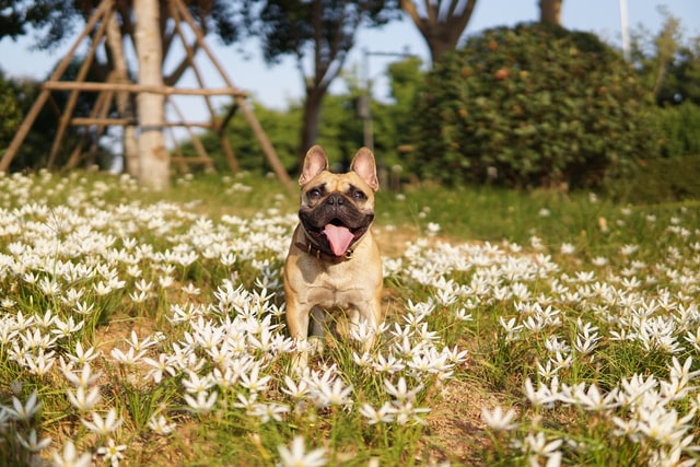french bulldog breathing