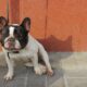 french bulldog head tremors
