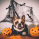french bulldog clothing