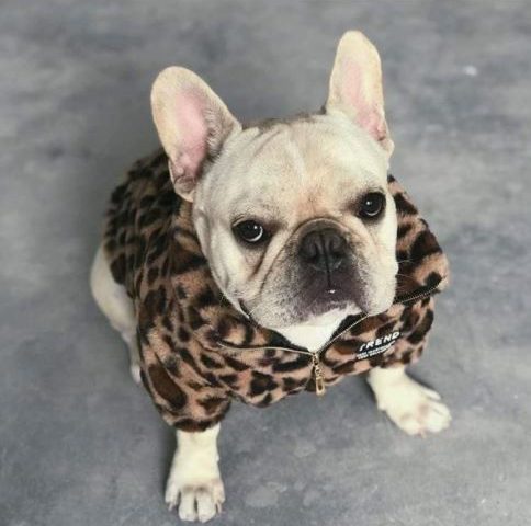 french bulldog coats
