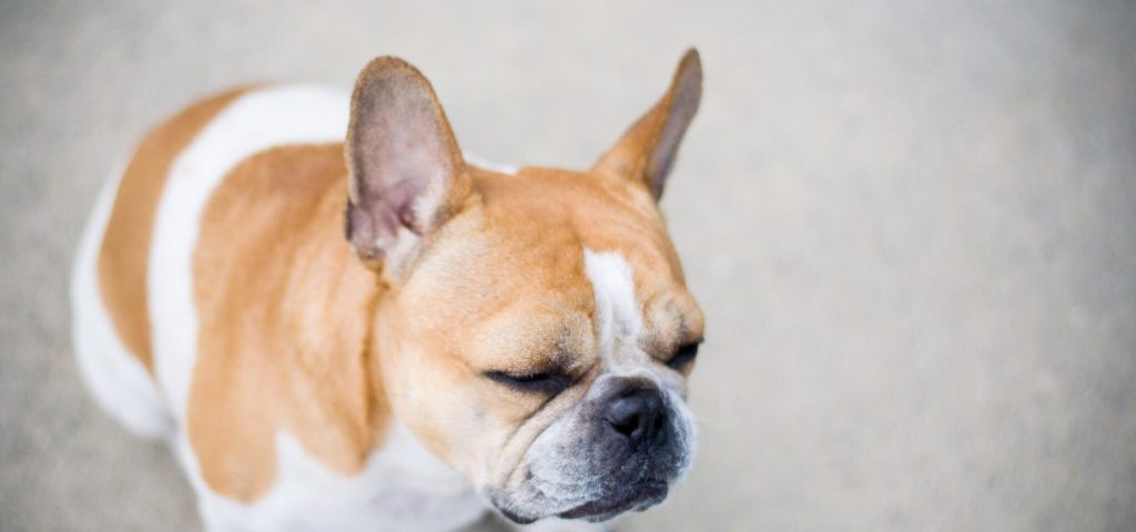french bulldog eye problems