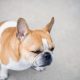 french bulldog eye problems