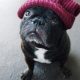 french bulldog runny nose