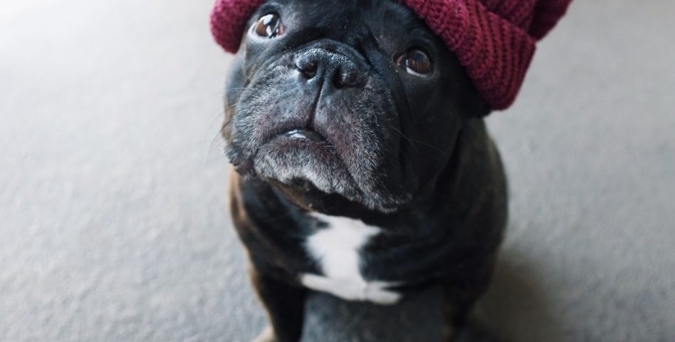 french bulldog runny nose