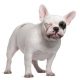 french bulldog reverse sneezing