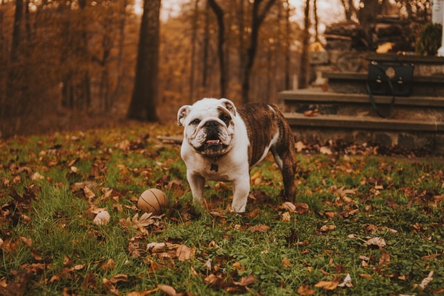 french bulldog vs. english bulldog
