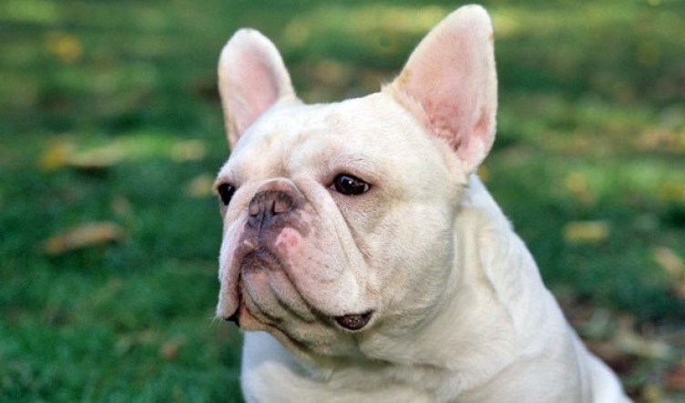 french bulldog runny nose