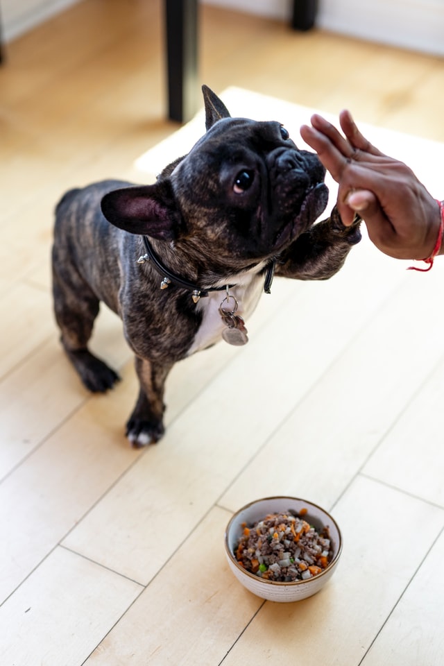 french bulldog food