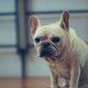 french bulldog losing hair