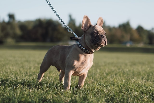 french bulldog vs. english bulldog
