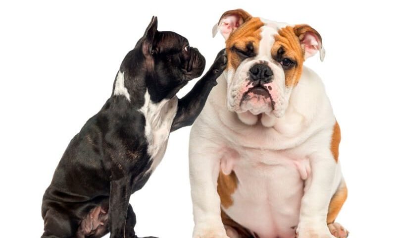 french bulldog vs english bulldog