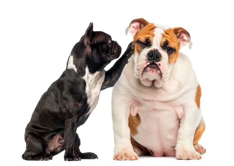 french bulldog vs english bulldog