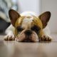 french bulldog heat
