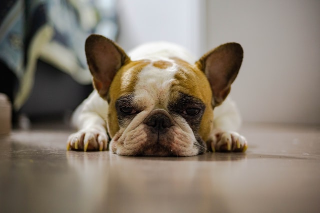 french bulldog food