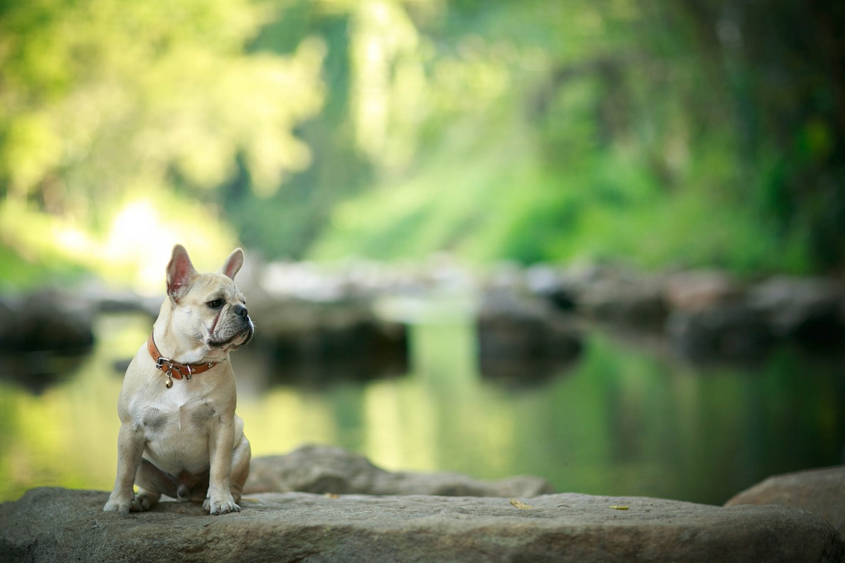 french bulldog health problems