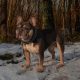 french bulldog training